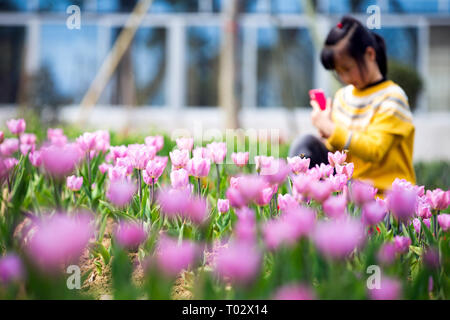 Nanjing, Nanjing, Chine. Mar 17, 2019. Nanjing, Chine-Tulip flowers blossom à Nanjing, à l'est ChinaÃ¢â€ Province de Jiangsu, attirant de nombreux touristes. Crédit : SIPA Asie/ZUMA/Alamy Fil Live News Banque D'Images