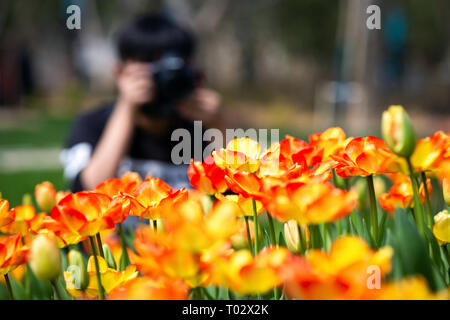 Nanjing, Nanjing, Chine. Mar 17, 2019. Nanjing, Chine-Tulip flowers blossom à Nanjing, à l'est ChinaÃ¢â€ Province de Jiangsu, attirant de nombreux touristes. Crédit : SIPA Asie/ZUMA/Alamy Fil Live News Banque D'Images