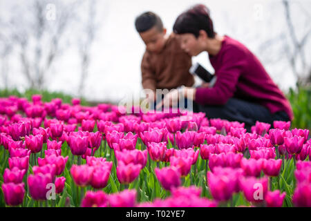 Nanjing, Chine. Mar 17, 2019. Tulip flowers blossom à Nanjing, Jiangsu Province de Chine orientale, attirant de nombreux touristes. Crédit : SIPA Asie/ZUMA/Alamy Fil Live News Banque D'Images