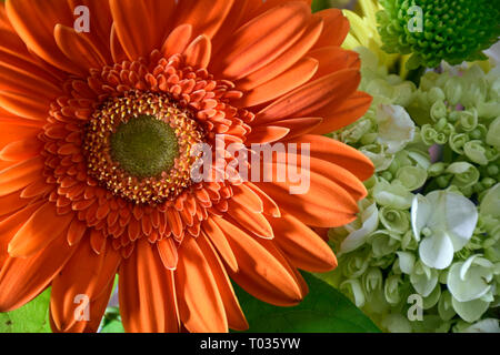 African Daisy Banque D'Images