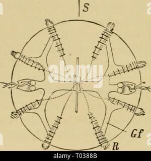 Texte-livre élémentaire de la zoologie, de la partie générale et partie spéciale : les protozoaires à insecta . elementarytextbo00clau Année : 1892 262 C(£Li:XlERATA. Fig. 201. - Cyd'epi, été du pôle apical. S, plan sagittal ? ; T, plan transversal ; R, swimnung ; plaques gf, gastro-vasculaire. un tube de l'œsophage et un canal vasculaire gastro-système. Deux tentacules, qui peut être rétracté en sachets, sont souvent présents. L'Ctenophora possèdent une forme qui peut, dans tous les cas, être réduite à une sphère. Ils sont libres à symétrie radiale-nager- Coilenterata de consistance gélatineuse ming. Le corps est souvent bil Banque D'Images