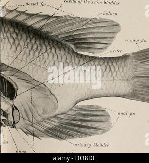 Manuel élémentaire de zoologie et d'entomologie économique . elementarytextbo00kell Année : [c1915] Banque D'Images