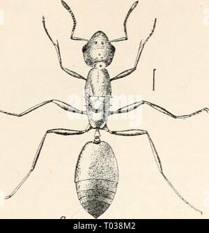 Entomologie élémentaire . elementaryentomo00sand Année : [c1912] Banque D'Images