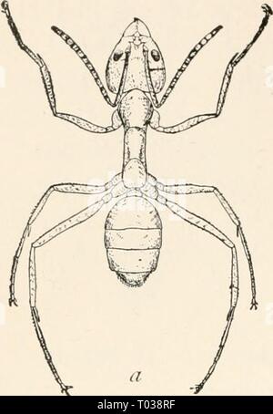 Entomologie élémentaire . elementaryentomo00sand Année : [c1912] Banque D'Images