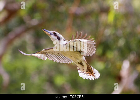 Laughing Kookaburra en vol Banque D'Images