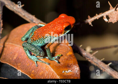 Costa Rica poison dart frog granulaire, Oophaga granulifera , baie Drake, péninsule d'Osa. Banque D'Images