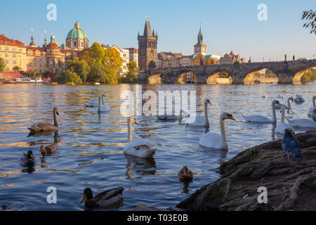 Prague - Le pont Charles et les cygnes sur la rivière Vltava. Banque D'Images