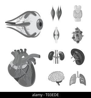 Muscle dorsal,oeil,os,sang,coeur,rein,,cerveau,oeil,pulmonaire organes,,moelle,plasma,tendon,cardiologie,esprit,urinaire,trachée,Protection,l'appareil locomoteur corps,,joints,moteur,schéma,aorte,pericranium,massage,striée interne,médical,des,santé,biologie,scientifique,recherche,,laboratoire anatomie,orgue,,set,icône,,illustration,collection,isolé,design,graphisme,élément signe,gris,noir,vecteurs vecteur , Illustration de Vecteur