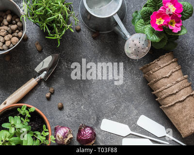 Les semis de fines herbes et de fleurs et divers outils de jardin sur un fond gris. Jardin concept. Vue d'en haut. Copy space Banque D'Images