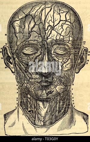 Anatomie et physiologie élémentaires : pour des collèges, des académies, des écoles et d'autres . elementaryanato00hitc Année : 1869 ET LA PHYSIOLOGIE. 215 Fig. 218. Une vue de face de la position relative des veines et artères de la face et de Heck. Sur le côté droit les vaisseaux superficiels sont considérés, et les autres sur la gauche. 1, artères carotides primitives. Artères thyroïdiennes supérieures, 2. Les veines jugulaires internes, 3. 4, les veines jugulaires externes. 5, une branche connue sous le nom de la veine jugulaire antérieure. 6, Supe- veines thyroïdiennes supérieures. 7, du visage d'artères. Les veines du visage, 8. 9, Direction générale de la zygomatique de l'artère faciale. 10 Banque D'Images