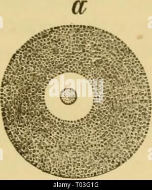 Texte-livre élémentaire de la zoologie, de la partie générale et partie spéciale : les protozoaires à insecta . elementarytextbo00clau Année : 1892 Fig. ÂEusiwiiffia ailnaftea 105.officinalis, avec anuiuber de oscula, O (après Fr. B. Schulzo). Â Banque D'Images