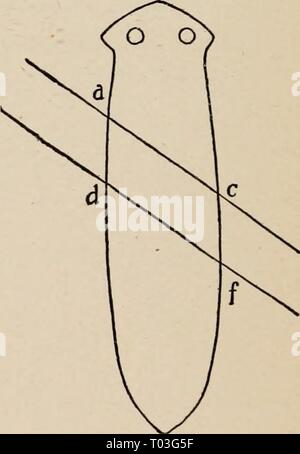 La dynamique de la matière vivante . dynamicsofliving00loeb Année : 1906 4. Régénération ET HETEROMORPHOSIS PLANARIANS D'EAU DOUCE et il a été connu depuis longtemps que si la tête et la queue est coupé d'une eau douce Planarian, à l'avant une nouvelle tête normale, à la fin d'une nouvelle queue, est régénéré (Fig. 49). Morgan* fait l'observation intéressante que si un morceau de l'acdf être coupe oblique (fig. 50) au lieu d'angle droit avec l'axe longitudinal d'une V FIG. 49.-APRÈS MORGAN. Planarian, une petite tête est formé à l'angle avant tout de la pièce a et une petite queue à l'arrière Banque D'Images