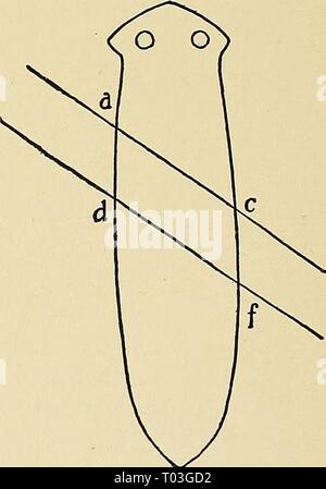 La dynamique de la matière vivante . dynamicsofliving1906loeb Année : 1906 Fig. 49.-Après Morgan. 4. Régénération et Heteromorphosis Planarians d'eau douce et il a été connu depuis longtemps que si la tête et la queue est coupé d'une eau douce Planarian, à l'avant une nouvelle tête normale, à la fin d'une nouvelle queue, est régénéré (Fig. 49). Morgan* fait l'observation intéressante que si un morceau] acd être coupe oblique (fig. 50) au lieu de perpendiculaire à l'axe longitudinal d'un Planarian, un minuscule tête est formé à l'angle avant tout de la pièce a et une petite queue à l'arrière Banque D'Images