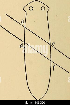 La dynamique de la matière vivante . dynamicsofliving1906loeb2 Année : 1906 4. Régénération et Heteromorphosis Planarians d'eau douce et il a été connu depuis longtemps que si la tête et la queue est coupé d'une eau douce Planarian, à l'avant une nouvelle tête normale, à la fin d'une nouvelle queue, est régénéré (Fig. 49). Morgan* fait l'observation intéressante que si un morceau de l'acdf être coupe oblique (fig. 50) au lieu de perpendiculaire à l'axe longitudinal d'un Fig. 49.-Après Morgan. Planarian, une petite tête est formé à l'angle avant tout de la pièce a et une petite queue à l'hin Banque D'Images