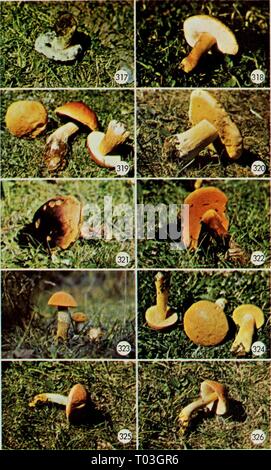 Champignons vénéneux et comestibles du Canada . ediblepoisonousm00grov Année : 1979 215 Banque D'Images