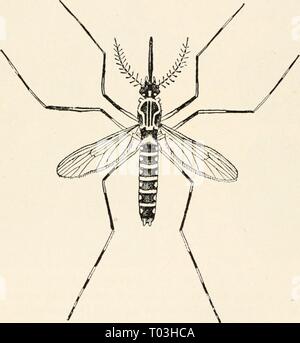 Entomologie élémentaire . elementaryentomo00sand Année : [c1912] FIG. 350. Positions de repos d'Anopheles et Culex. (Légèrement élargie) (après l'herbe !) FIG. 351. Le moustique de la fièvre jaune (Stegomyia calopus}. (Agrandi) (d'après Howard, United States Department of Agriculture) de calme ou de l'eau à vitesse lente, et éclosent au bout d'un à quatre jours. Les larves sont le célèbre gigoteurs des étangs et les fossés, avec leur longue caractéristique, se tortiller, épaisse, et fin Banque D'Images