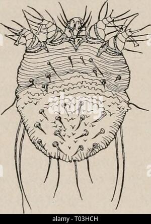 Manuel élémentaire de zoologie et d'entomologie économique . elementarytextbo00kell Année : [c1915] 2i4 zoologie et l'ENTOMOLOGIE économique qui causent la maladie connue sous le nom de dégoûtant itch sont rarement trouvés sauf sur les personnes impures. Ces acariens vivent normalement dans la peau, causant souvent des démangeaisons intenses et profondes. Les onguents de soufre et d'autres autos sont utilisées comme remèdes, mais en raison de leurs habitudes ces acariens fouisseurs sont difficiles à tuer. Propreté permettra d'éviter l'infection. Étroitement liée à l'acarien des démangeaisons de l'homme a plusieurs sortes d'attaquer des animaux domestiques, à l'origine de la gale, gale, etc. La variété i Banque D'Images