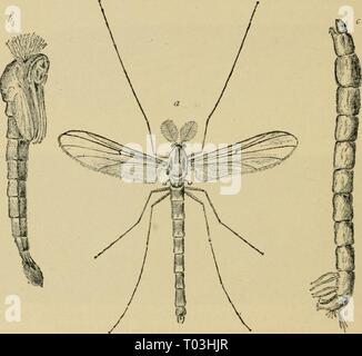 Entomologie élémentaire . elementaryento00sand Année : 1912 224 ENTOMOLOGIE élémentaire fait vers le débarras des moustiques dans les com- munautés abondamment réglées par la destruction de leurs lieux de reproduction par la vidange ou le remplissage des piscines et par huilage de la surface de petits étangs, des barils de pluie, etc. vrai brûlots (Chironomidae). Plusieurs de ces beaucoup comme les moustiques, les mâles ayant les antennes plumeuses et être de la même taille, mais l'aile-veines sont plus simples et moins à la Fig. 353. Le moucheron [C/I/IV/io"/. sp.). Ireatly {(grande), un mâle adulte ; /', pupe ; c, larve, (.-^près avoir senti) nombre et la Banque D'Images