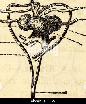 Anatomie et physiologie élémentaires : pour des collèges, des académies, des écoles et d'autres . elementaryanato00hitc Année : 1869 Coeur de crocodile. Veines, ao, huit oreillette, vt. Ventricules, ap. Artères pulmonaires, a, un navire se rendant à partir de l'aorte du ventricule à l'oreillette gauche og.}. L'artère pulmonaire.&Lt ; veine pulmonaire. •* 8 oreillette. Veine cave. - Arc de gauche de l'aorte. - Huit aorte. Oreillette gauche. Ventricule unique. Aorte ventrale. Coeur de la tortue. pulsations, sont appelés les coeurs lymphatiques. Dans la grenouille, deux de ces cœurs sont situés sur 1 les joints de la cuisse os. ces coeurs sont situé o Banque D'Images