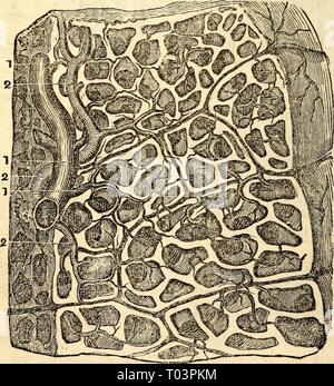 Anatomie et physiologie élémentaires : pour des collèges, des académies, des écoles et d'autres . elementaryanato00hitc Année : 1869 capillaires de les poumons humains. d'un cercle, les autres ; sixième composé d'Europ lisse ou fibre musculaire volontaire. 442. Les bronches.-Inter-cellulaires Passages. Air-Cells Crcca). Leur nombre.-dès que les bronches assez Fig. 252. Une 'Vue agrandie d'une Section du poumon, montrant l'Arrangement de certains des lobules, la communication de l'Air-Colls dans un lobule et leur séparation d'avec ceux de l'lobule. Les ramifications de l'Blood-Vessels dans le texte Banque D'Images