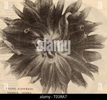 Dreer's Liste des prix de gros / Henry A. Dreer. . Dreerswholesalep1912an meer : DOUBLE POMPON DAHLIAS Dahlias Pompon Double Annie Doncaster. Jaune clair, baigné de Arthur rose Kerley. Crimsoh violacée, très libre. Biumenreich. Ambre profond, baigné de rouge. Catherine. Primrose bien formé-jaune. L'obscurité. Velouté profond-marron, Joseph Lambert. Un flowerinfr gratuit splendide jaune. Kleine Domitea. Buff Orange ; toujours en fleurs. Peu de Bessie. Blanc crème, en piquants de près. Peu d'Herman. Carmine, à l'ombre profonde, grenat embout blanc. Peu de naïade. Tipped Amarante rouge. Nerissa (Nouveau). Une perfe Banque D'Images