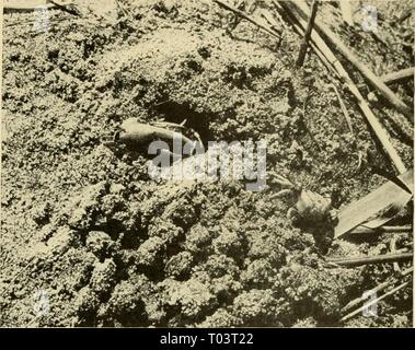 Habitants de la Mer et Littoral . dwellersofseasho00crow Année : 1935 Plus d'amis en armure 241 fonction de son goût. Chaque fois qu'il quitte son terrier-et il est rare qu'il se promène d'elle plus de quelques pieds-il peut être vu à propos de la cueillette dans le sable et limon, exerçant son activité sous l'invisible motes de question à sa bouche. Une partie de cette matière est mélangée avec du sable ; il sont les particules de nourriture qu'il cherche. Pour cela, des animaux fouisseurs dans les crabes violonistes de l'apprentissage. L'homme, qui se distingue par sa grande griffe, EST VERS LA GAUCHE DE LA PHOTO ASSIS DANS L'OVENLIKE ENTRÉE DE son terrier. L'AUTRE PERSONNE Banque D'Images