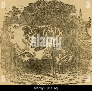 L'éducation : enseignement cheval chevaux et autres animaux d'obéir à la parole, signe, ou signal, au travail ou en voiture : De plus, l'élevage d'animaux, et de découvertes en physiologie animale : et l'amélioration des animaux domestiques . educatedhorsetea00offu Année : 1854 ESSAI SUR LES BOVINS. 267 Cette doctrine s'applique aux animaux en général, l'industrie porcine ayant la tête plus courte et plus forte de la bouche, sont les plus growthy, et le meilleur lait. Une truie Va téter six cochons, offrant suffisamment de nourriture pour augmenter le poids de chacun d'eux un livre par jour, ce qui fait au total six livres par jour. Le meilleur des brebis, courte Banque D'Images