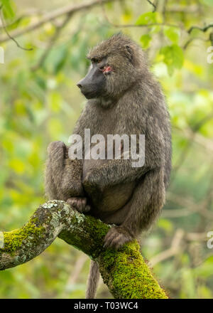 Le babouin Olive femelle, Papio anubis, au Parc National d'Arusha, Tanzanie Banque D'Images