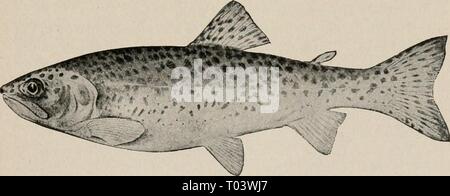 Manuel élémentaire de zoologie et d'entomologie économique . elementarytextbo00kell Année : [c1915] POISSONS ET PÊCHE 251 l'actuel, ils dérivent vers le bas et mourir. La plupart des jeunes font leur chemin vers la mer et un peu de retour, trois ou quatre ans plus tard, comme les poissons prêts à frayer. La pêche du saumon ont longtemps été l'une des industries les plus importantes sur la côte du Pacifique. Dans quelques années plus de 5 000 000 cas sont emballés, chaque cas contenant quarante-huit livres de conserve. La valeur d'un tel pack est plus de 25 000 000 $. La côte atlantique, Salmo salar, ascend d'eau pour frayer en eau douce Banque D'Images