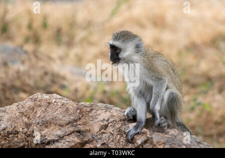 Un singe à face noire, Chlorocebus pygerythrus, dans le parc national de Tarangire, Tanzanie Banque D'Images