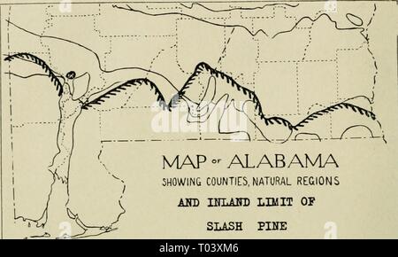 Botanique économique de l'Alabama . economicbotanyof12harpe Année : 1913-1928. 48 I-'.C(JX().SII UI)'rAXV (JF A LA P. A.[ un montrant des comtés, DES RÉGIONS NATURELLES AKD HTLAITD LIMITER DE PIN de R M K 1326 Carte 7. Je limite intérieure de l'^lilliotlii iiius. Pinus taeda L. vShort-lKaI' pimv. À ENCENS (ou ancien champ de pin les crochets.) (Fig. 5. 6) c'est la plus grande de nos pines à pleine devel()i)de, img 0732 [800 600]- ionally atteignant un diamètre de quatre pieds, avec les membres plus bas oO pieds du sol, et d'une hauteur totale de 100 pieds ou plus ; mais, bien sûr, peu de ces spécimens ont échappé aux bûcherons. Il fleurit en M Banque D'Images