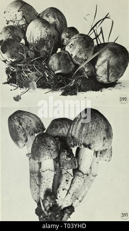 Champignons vénéneux et comestibles du Canada . ediblepoisonousm00grov Année : chiffres de 1979 390-391. Coprinus atramentarius. 286 Banque D'Images