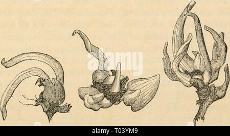 Edwards' botanical register, ou jardin de fleurs ornementales, et le bosquet .. . Edwardsbotanical ldedmt Année : 1829-184729DIVERS AFFAIRE DE LA BOTANICAL REGISTER. 1843. MONSTRUM PLANTI. Légumes de l'usine de Monster. ** Qu'est-ce, dont trois racines sont représentés dans la vignette ?-en conséquence de la déclaration faite par M. Plante, pépiniériste de Cheadle, (voir ci-dessus l'usine anisanth, 1842, fol. 37.) qu'il avait obtenu les mules d'un glaïeul par un Amaryllidaceous plante, j'ai été désireux d'examiner minutieusement sa justesse. Il sera bon d'affirmation que la mule comme la plante Banque D'Images