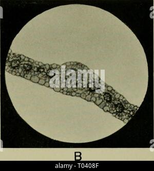 Effets des rayons du radium sur les plantes . effectsofraysofr1908gage Année : 1908 Banque D'Images