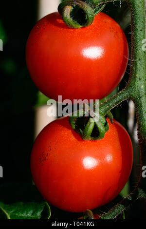 Le mûrissement des tomates d'Alicante sur la plante. Banque D'Images