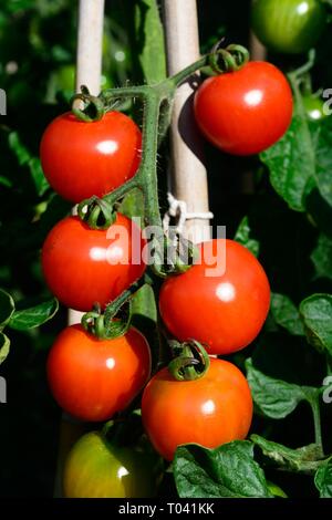 Le mûrissement des tomates d'Alicante sur la plante. Banque D'Images