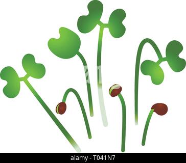 Microgreens chou chinois. Groupe de plantes. Supplément de vitamines, de nourriture vegan Illustration de Vecteur