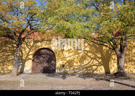 Prague - les acacias pour le mur du cloître des Capucins. Banque D'Images