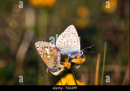 Dessous de deux papillons bleu commun Polyommalus icarus l'accouplement sur le capitule d'oiseaux lotier dans la campagne anglaise UK Banque D'Images