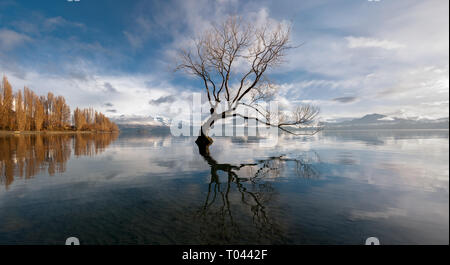 Lone Tree, Lake Wanaka, Nouvelle-Zélande. Banque D'Images
