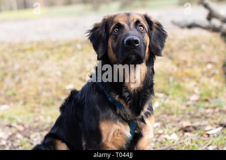 Qui sommes les chiens Banque D'Images