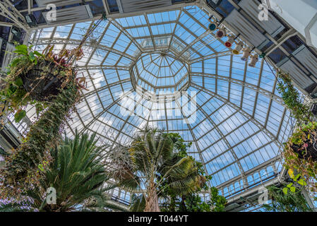 Sefton Park palmhouse. toit intérieur. Banque D'Images