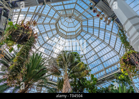 Sefton Park palmhouse. toit intérieur. Banque D'Images