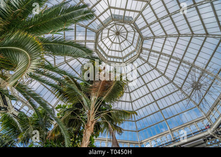 Sefton Park palmhouse. toit intérieur. Banque D'Images