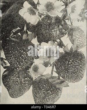 Dreer's garden book 1932 . dreersgardenbook1932henr Année : 1932 DREER'S SELECT PETITS FRUITS Toutes les plantes sont transmis sur réception de la commande, sauf instruction contraire, et sont envoyés en express, les frais de paiement de l'acheteur. Nous pouvons transférer la plupart des plantes par colis postal, et s'il y a envoyé de cette façon ajouter à la valeur de l'ordre conformément aux dispositions de la note à la page 120 et le but en blanc. Les plants de fraisier une sélection de fantaisie, de haute qualité, produisant des variétés de jardin, couvrant la saison du début à la fin. La beauté. Milieu de la saison. Bellmar. Mi-précoce. Big Joe. Milieu de la saison. Blakemore. Au début. Chesapeake. Fin Banque D'Images