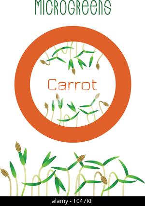 Microgreens carotte. La conception des emballages de semences, l'élément rond au centre. La germination des graines d'une plante. Supplément de vitamines, de nourriture vegan Illustration de Vecteur