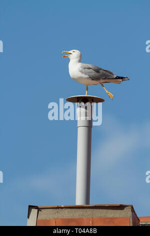 Yellow-legged Gull (Larus michahellis), adulte perché sur une fausse cheminée. Barcelone. La Catalogne. L'Espagne. Banque D'Images