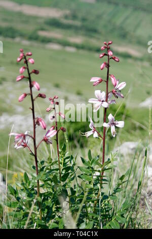 Belle close-up of Fraxinella ou buisson ardent Banque D'Images