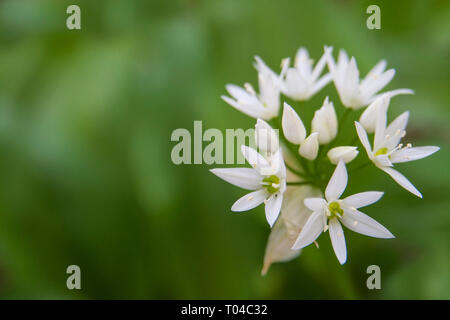 Fermer la vue d'une fleur d'ail sauvage Banque D'Images