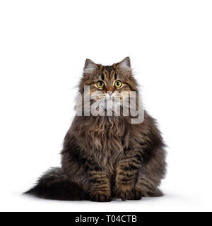 Friendly mignon chaton sibérien tabby classique avec une fourrure, assis face à l'avant avec Queue enroulée autour du corps. À la caméra au curieux avec bi Banque D'Images